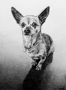 Daisy, the Chihuahua