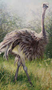 Ostrich