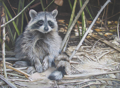 Young Racoon