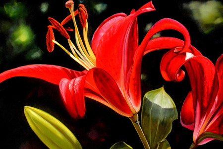 Luscious Lillies