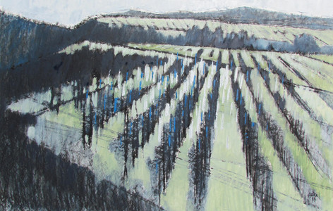 Okanagan Vineyard #1