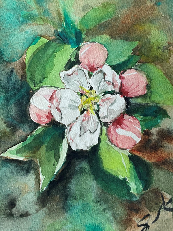 Apple Blossom 2