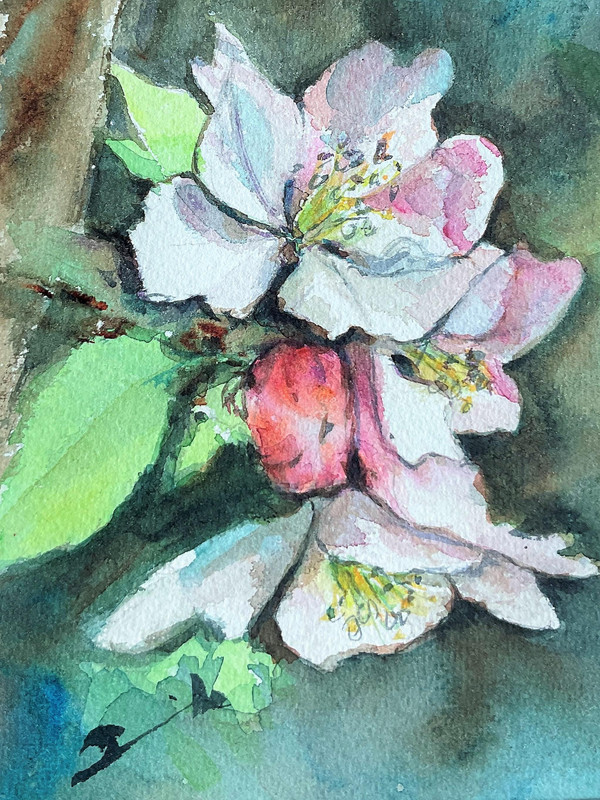 Apple Blossoms