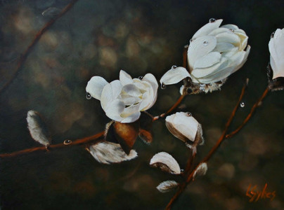Spring Rain Magnolia