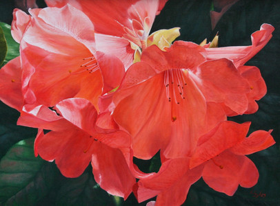 Rhododendron