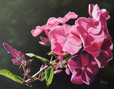 "Phlox Revisited"