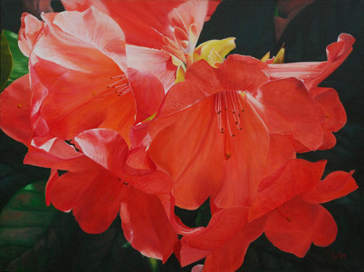 Rhododendron