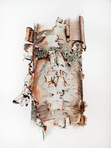 Paper Birch (Betula papyrifera) - Cariboo, BC
