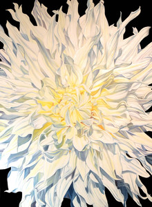 White Dahlia