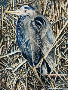 Heron in the Reeds