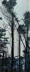 Tofino Trees