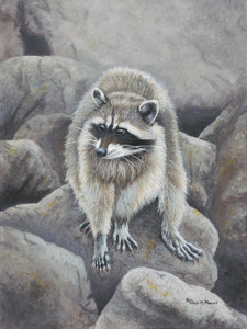 Rock Hopper (Raccoon)