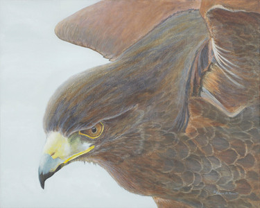 Skyward (Harris Hawk)