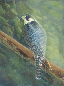 Shadow Play (Peregrine Falcon)