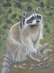 Blackberry Patch (Raccoon)