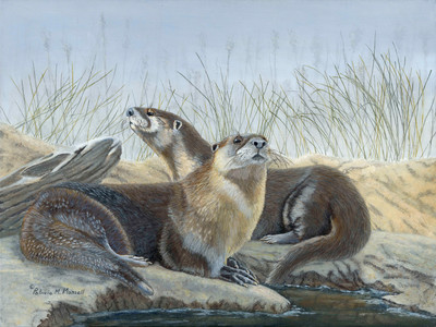 River's Edge (River Otters)