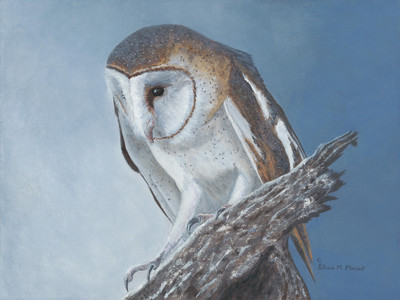 Cinnamon Wings (Barn Owl)
