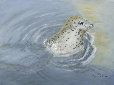 Harbour Lights (Harbour Seal)