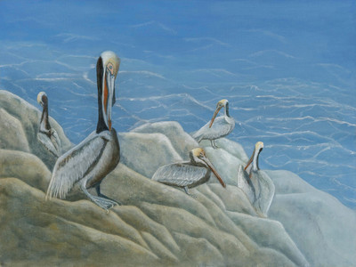 Pelican Bay (Pacific Brown Pelicans)
