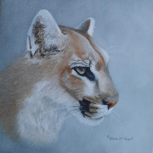 Quiet Intensity - cougar