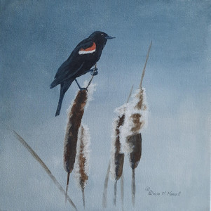 BALANCED - Red Winged Blackbird