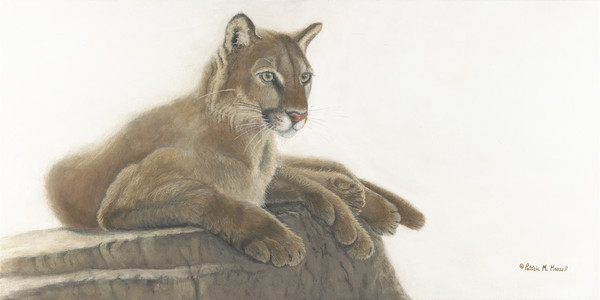 Quiet Intensity (Cougar)
