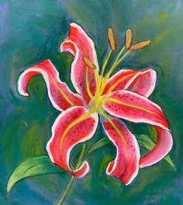 Stargazer Lily