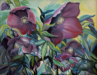 Hellebores