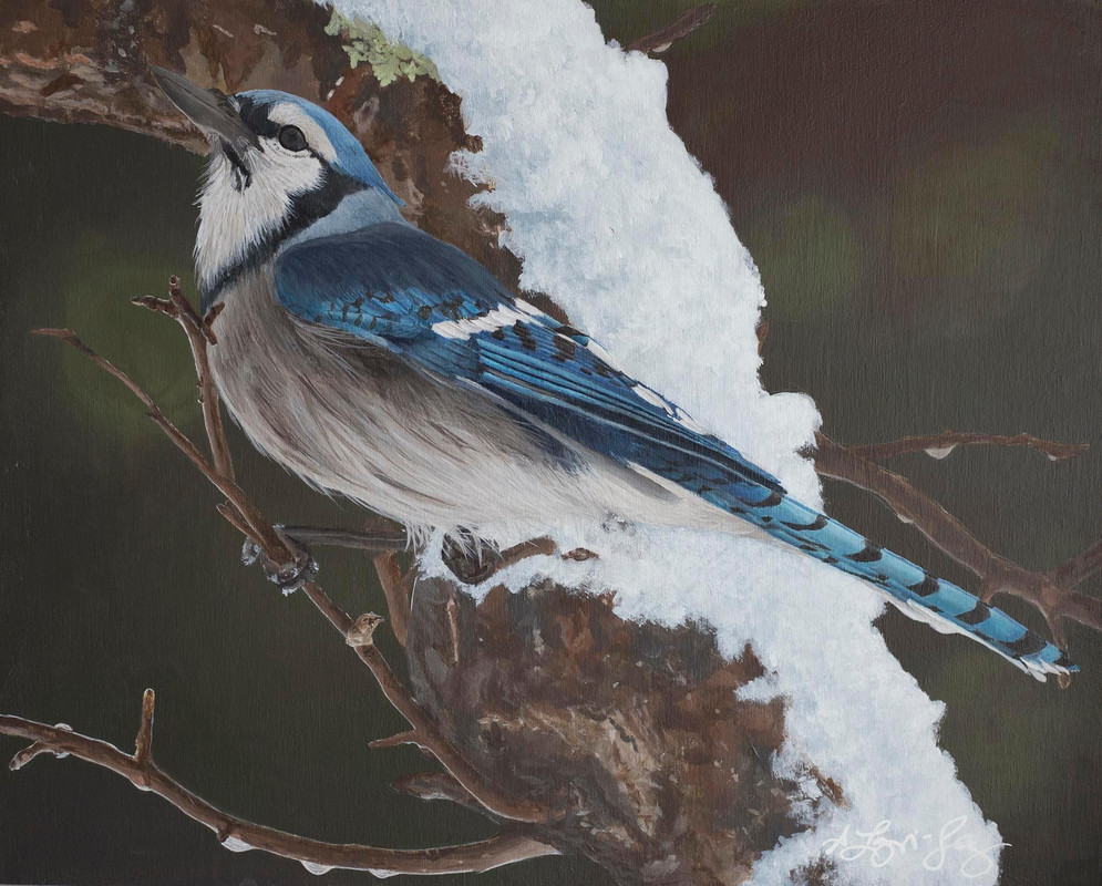 Blue Jay at Crystal