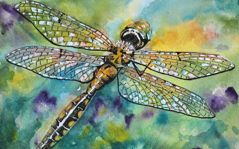 Dragonfly  Flight