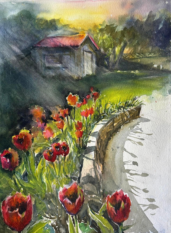 Morning Tulips
