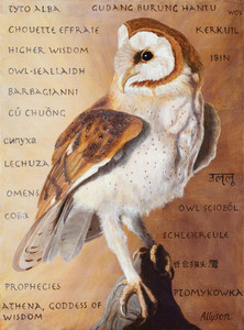 Barn Owl International