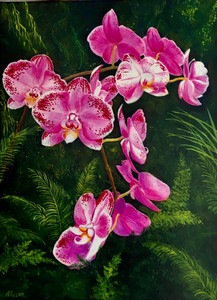 Wild Phalaenopsis