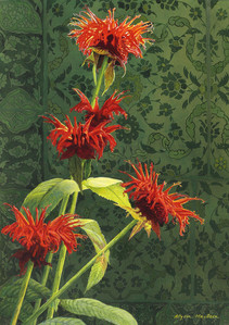 Ottoman Garden No.2 Bee Balm