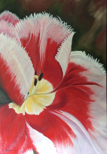 Red Fringed Tulip