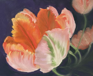 Orange Fringed Tulip