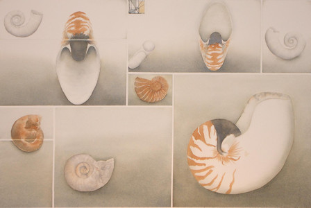 Nautiloids