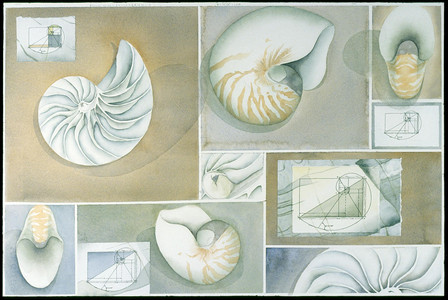 Morphology of N. Pompilius