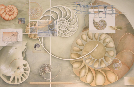 Pyritized Ammonites