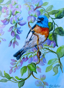 Lazuli Bunting on Wisteria