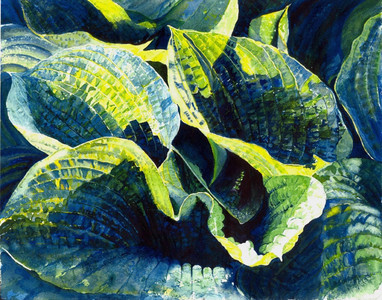 Hosta La Vista III