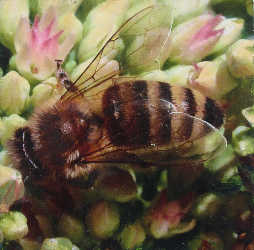 Busy Bee IV