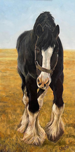 Shire Horse