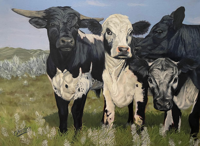 The Curious Cows of Eston