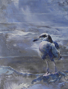 First Winter-Western Gull