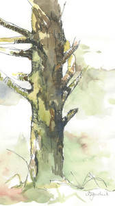 Tree Study