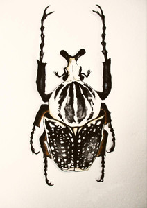 Goliath Beetle