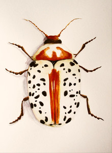 Calligrapha Verrucosa