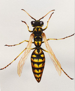 Wasp