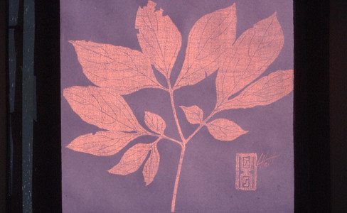 Peony Leaf